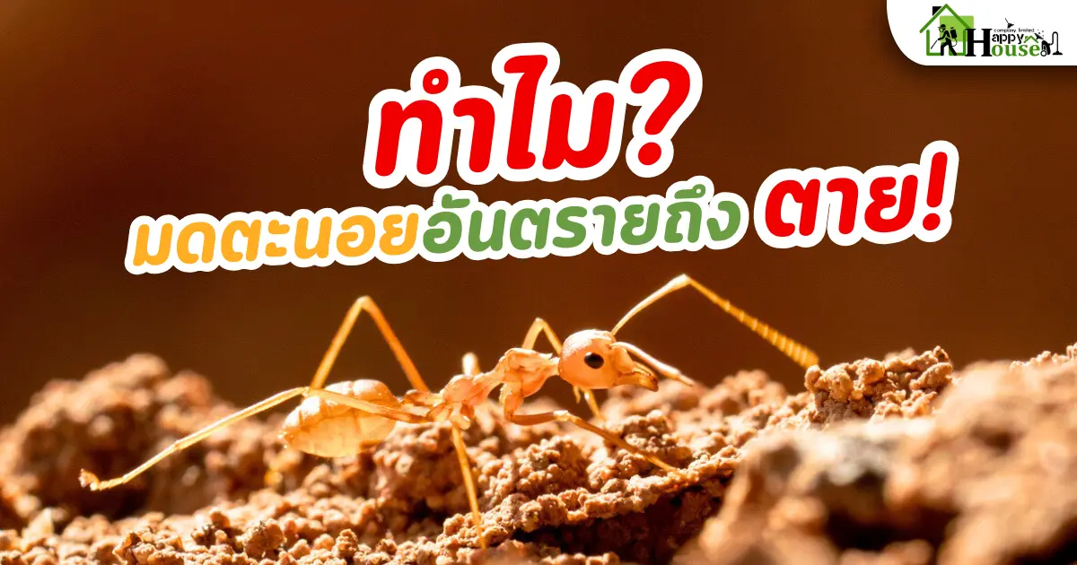 ทำไม? มดตะนอย อันตราย ถึงตาย! ทำไม? มดตะนอย อันตราย ถึงตาย!