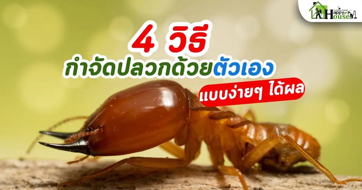 4 วิธีกำจัดปลวกด้วยตัวเอง