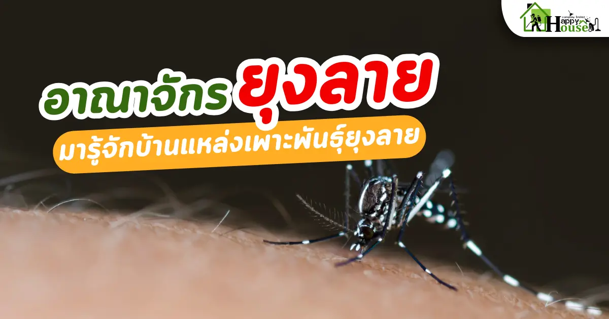 อาณาจักร ยุงลาย