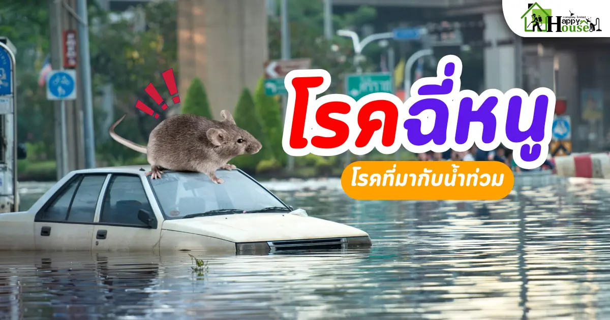 โรคฉี่หนู โรคที่้มากับน้ำท่วม โรคฉี่หนู โรคที่้มากับน้ำท่วม