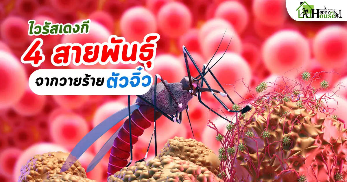 ไวรัสเดงกี4สายพันธุ์ จากวายร้ายตัวจิ๋ว ไวรัสเดงกี4สายพันธุ์ จากวายร้ายตัวจิ๋ว