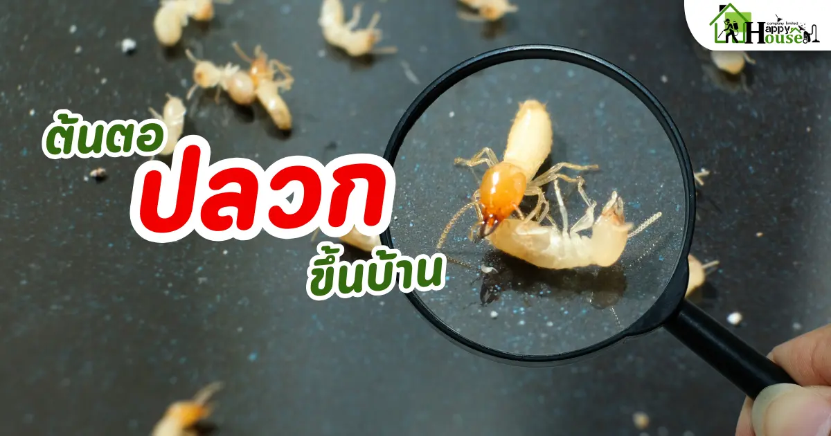 ต้นตอปลวกขึ้นบ้าน