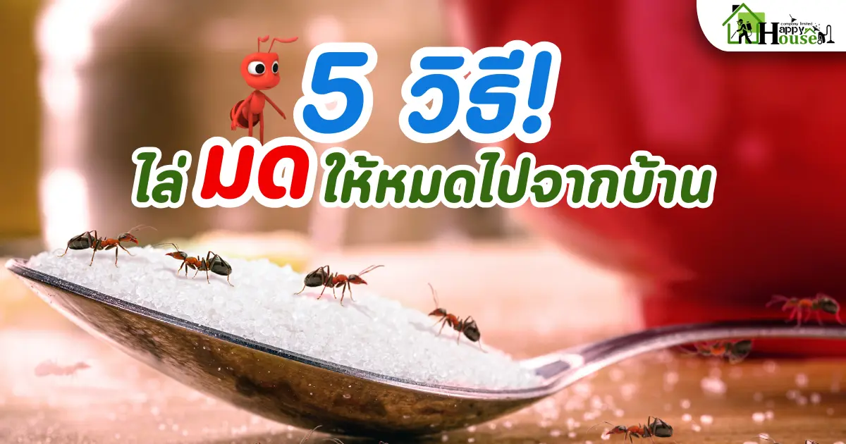 5 วิธีไล่มด ให้หมดไปจากบ้าน 5 วิธีไล่มด ให้หมดไปจากบ้าน