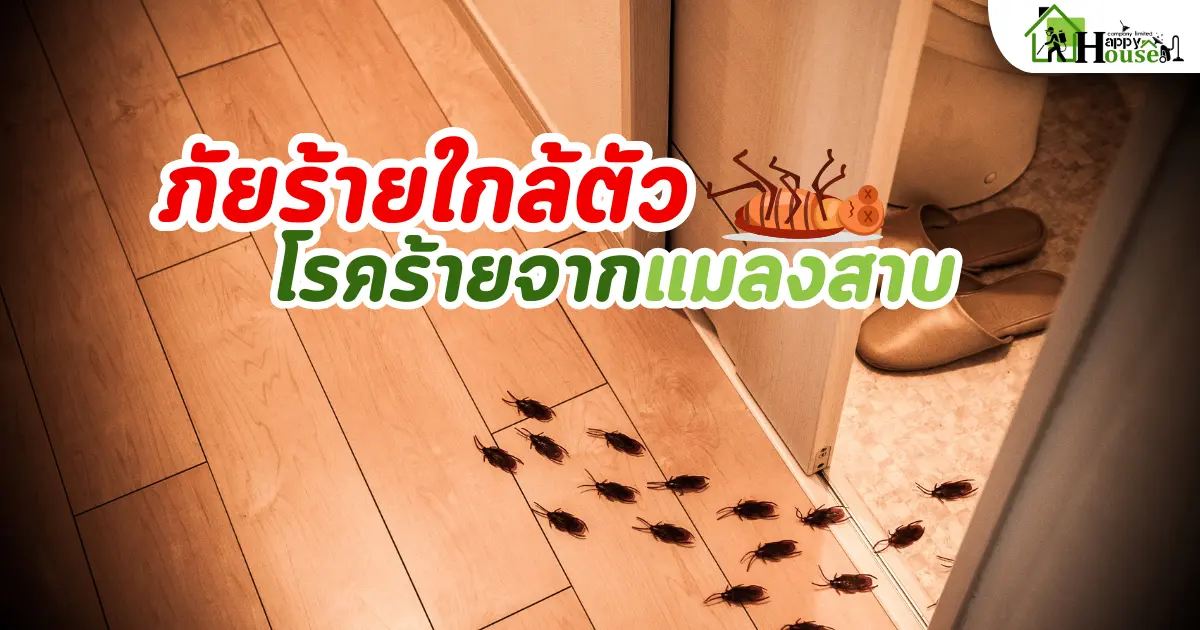 ภัยร้ายใกล้ตัว โรคร้ายจากแมลงสาบ ภัยร้ายใกล้ตัว โรคร้ายจากแมลงสาบ