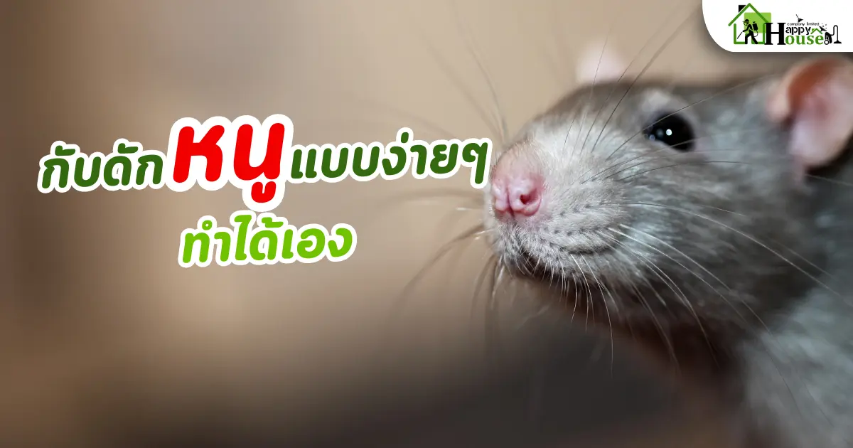 กับดักหนูแบบง่ายๆ ทำได้เอง