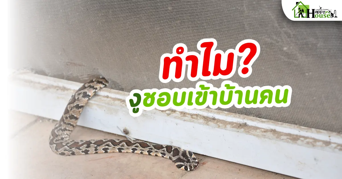 ทำไม? งูชอบเข้าบ้านคน ทำไม? งูชอบเข้าบ้านคน