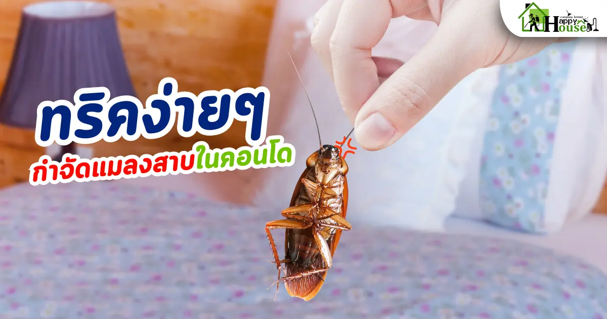 ทริคง่ายๆ กำจัดแมลงสาบในคอนโด ทริคง่ายๆ กำจัดแมลงสาบในคอนโด