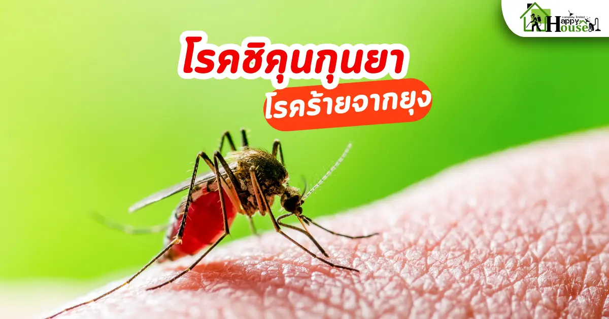 โรคชิคุนกุนยา โรคร้ายจากยุง