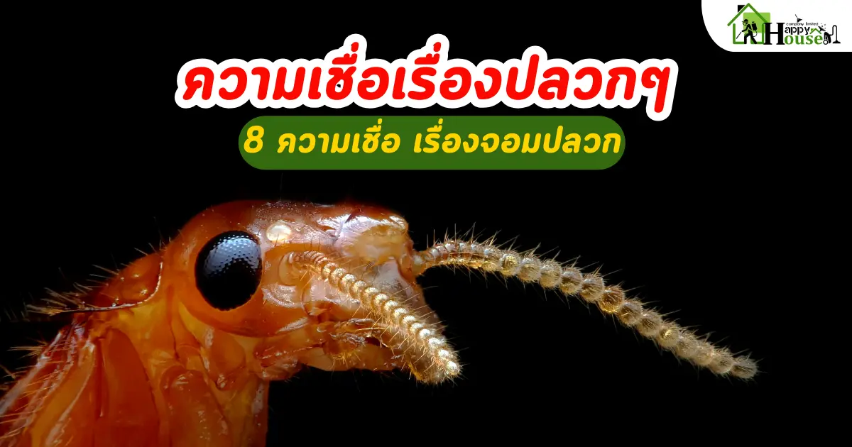 ความเชื่อเรื่องปลวกๆ 8 ความเชื่อเรื่องจอมปลวก