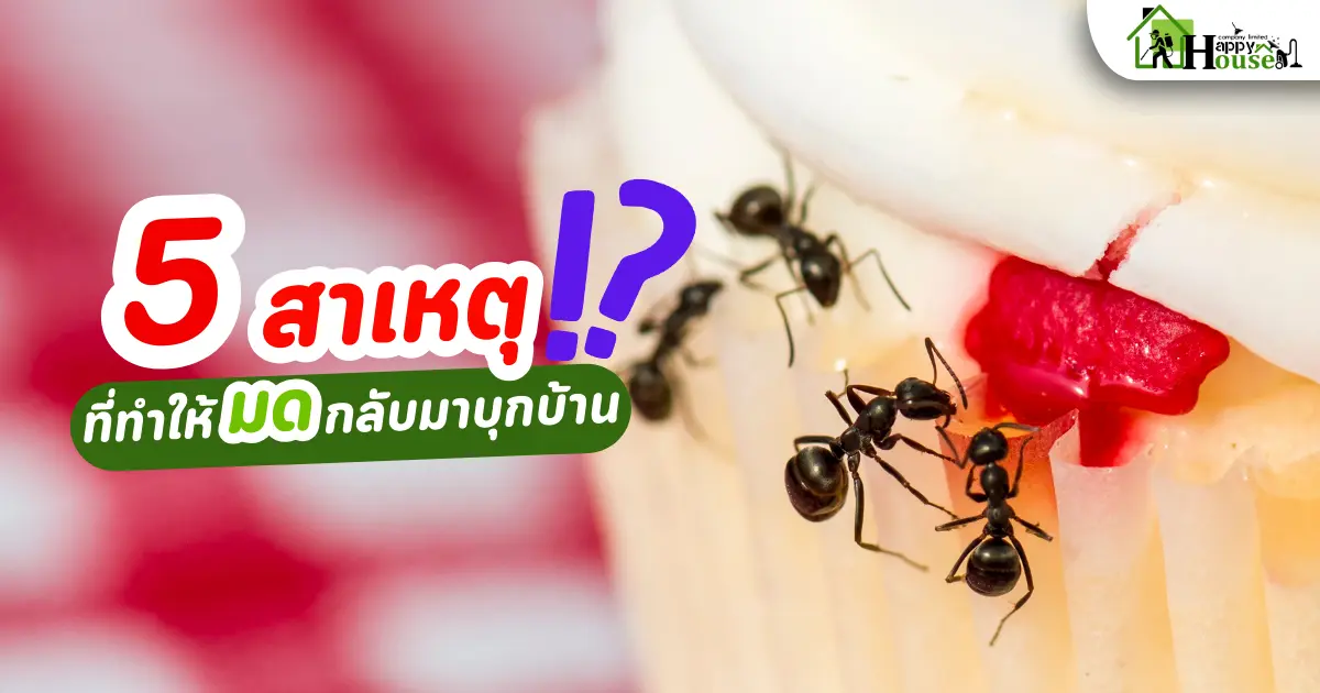 มดขึ้นบ้าน 5 สาเหตุมดขึ้นบ้าน