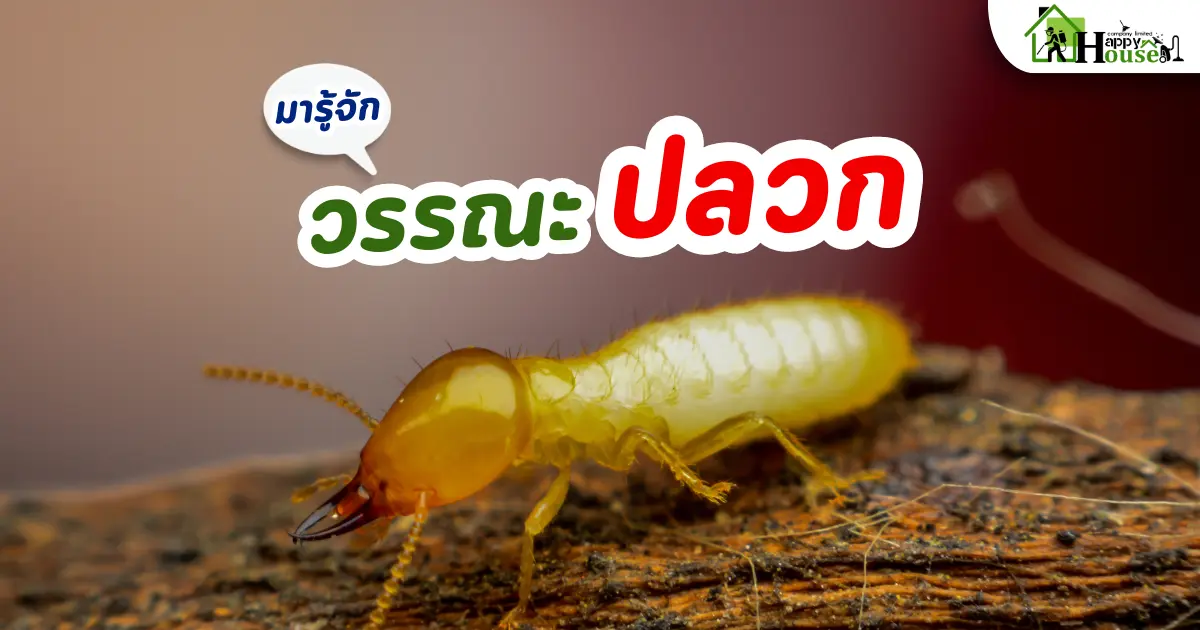 มารู้จัก วรรณะปลวก