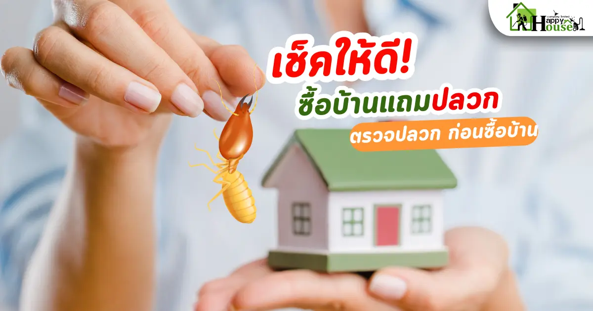เช็คให้ดี ตรวจปลวก ก่อนซื้อบ้าน