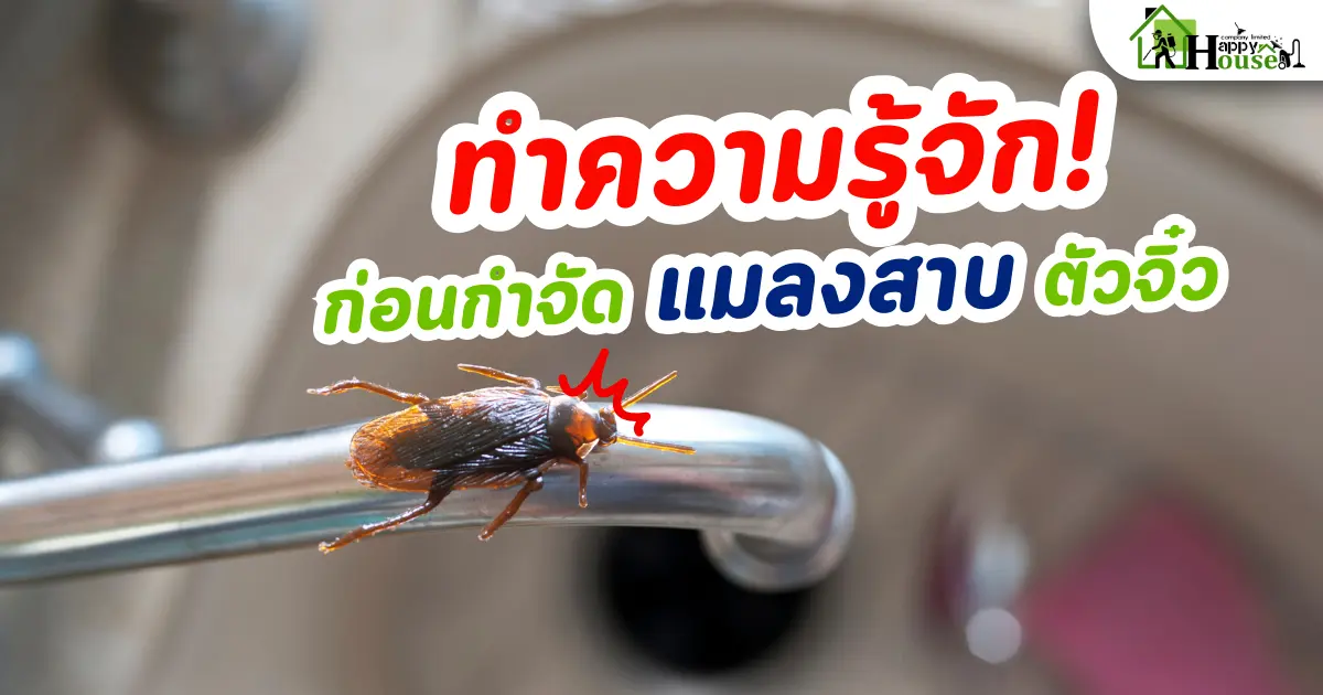 ทำความรู้จักก่อนกำจัดแมลงสาบตัวจิ๋ว