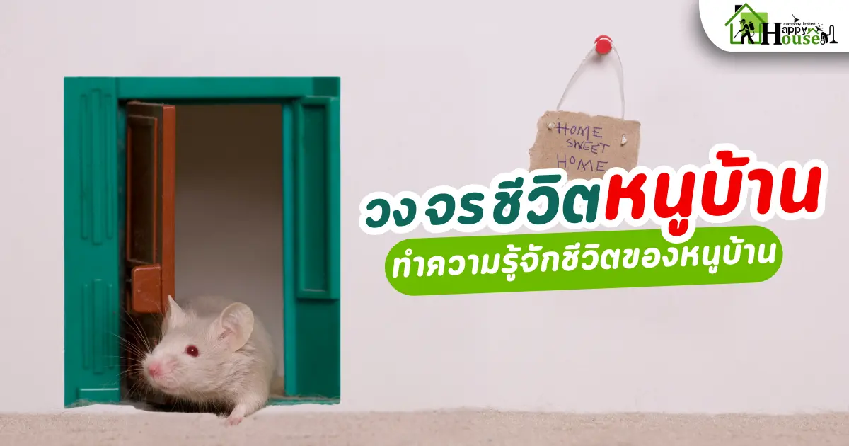วงจรชีวิตหนูบ้าน ทำความรู้จักชีวิตหนูบ้าน วงจรชีวิตหนูบ้าน ทำความรู้จักชีวิตหนูบ้าน