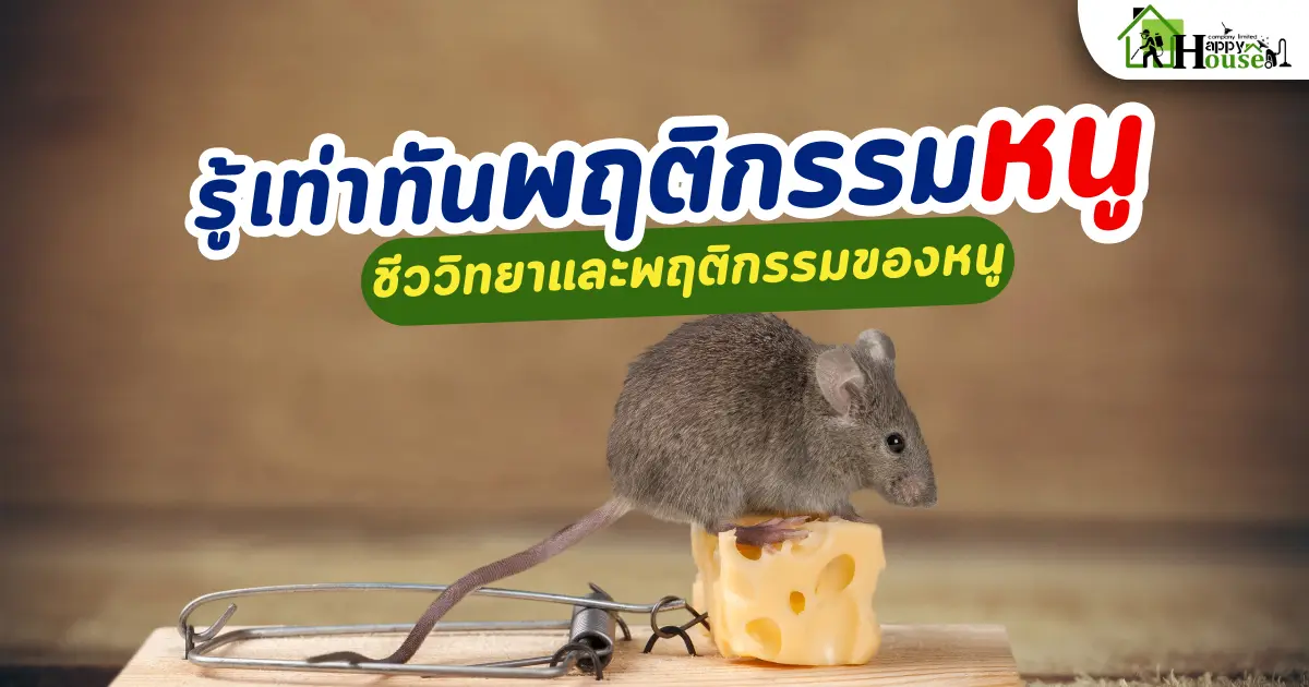 รู้เท่าทันพฤติกรรมหนู ชีววิทยาและพฤติกรรมของหนู รู้เท่าทันพฤติกรรมหนู ชีววิทยาและพฤติกรรมของหนู