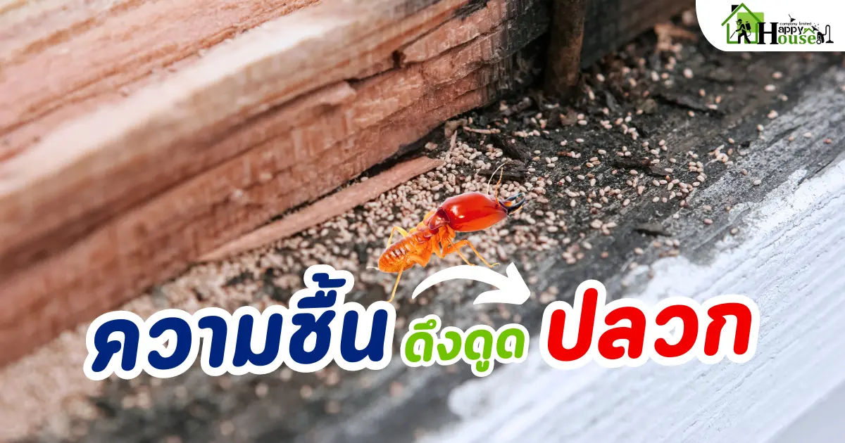 ความชื้นดึงดูดปลวก จริงมั้ย?