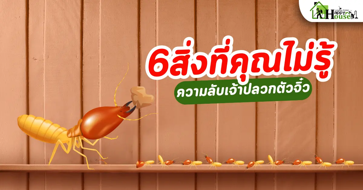 6 สิ่งที่คุณไม่รู้ ความลับปลวก