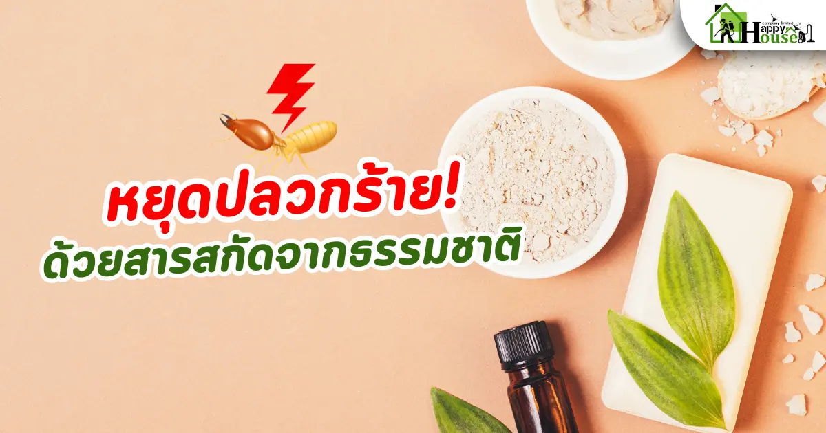 หยุดปลวกร้าย! ด้วยสารสกัดธรรมชาติ