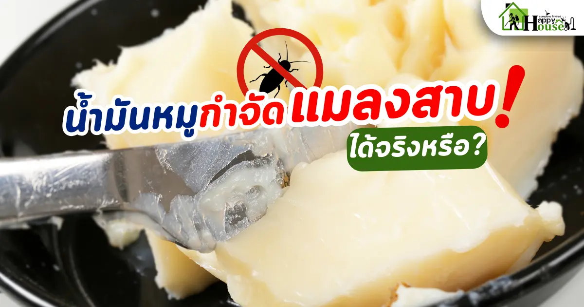 น้ำมันหมู กำจัดแมลงสาบได้จริงไหม? มาไขข้อสงสัยกัน!!