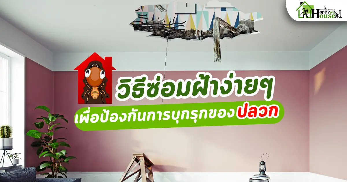 วิธีซ่อมฝ้าง่ายๆ เพื่อป้องกันการบุกรุกของปลวก 