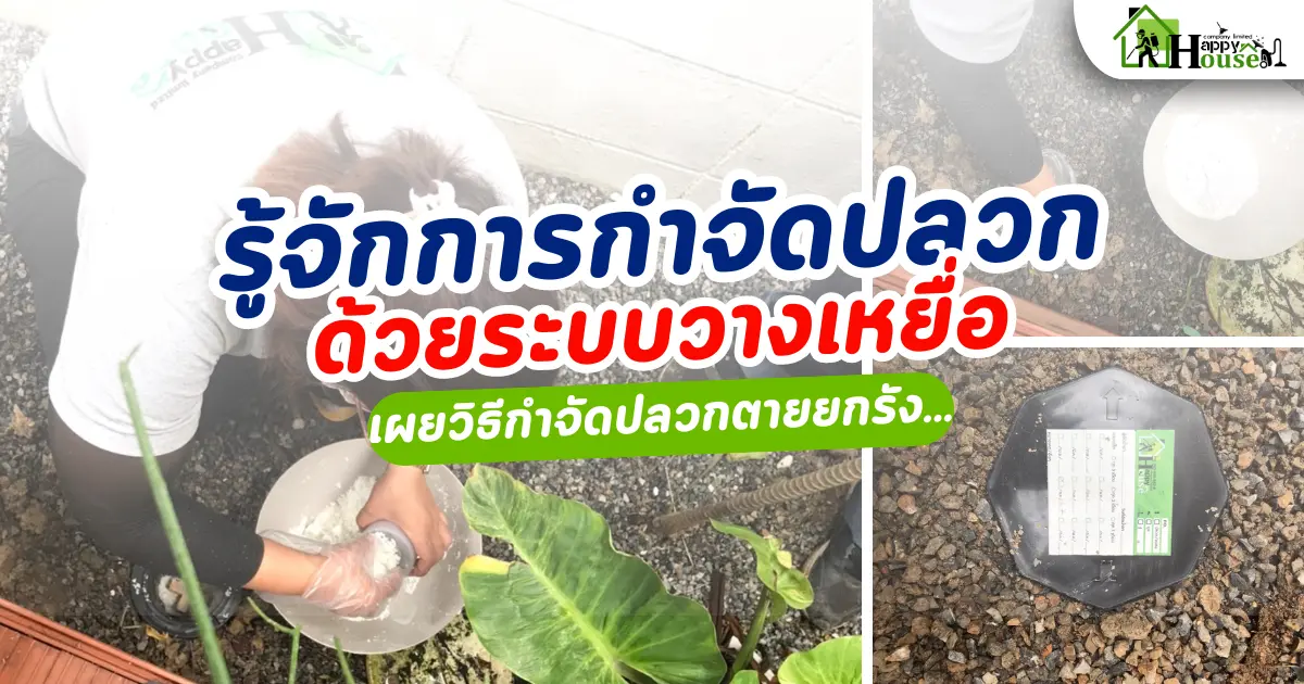 การกำจัดปลวกด้วยระบบวางเหยื่อ เผยวิธีการกำจัดปลวกตายยกรัง การกำจัดปลวกด้วยระบบวางเหยื่อ เผยวิธีการกำจัดปลวกตายยกรัง