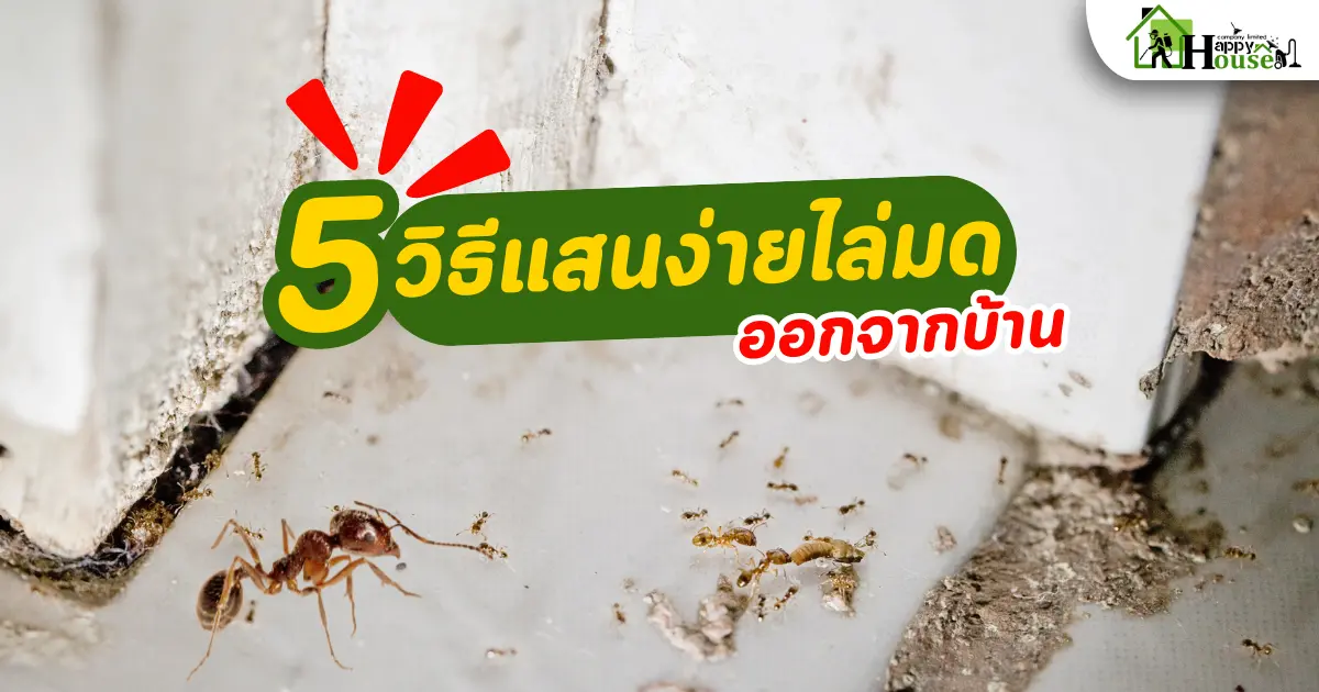5 วิธีแสนง่ายไล่มดออกจากบ้าน วิธีกำจัดมด