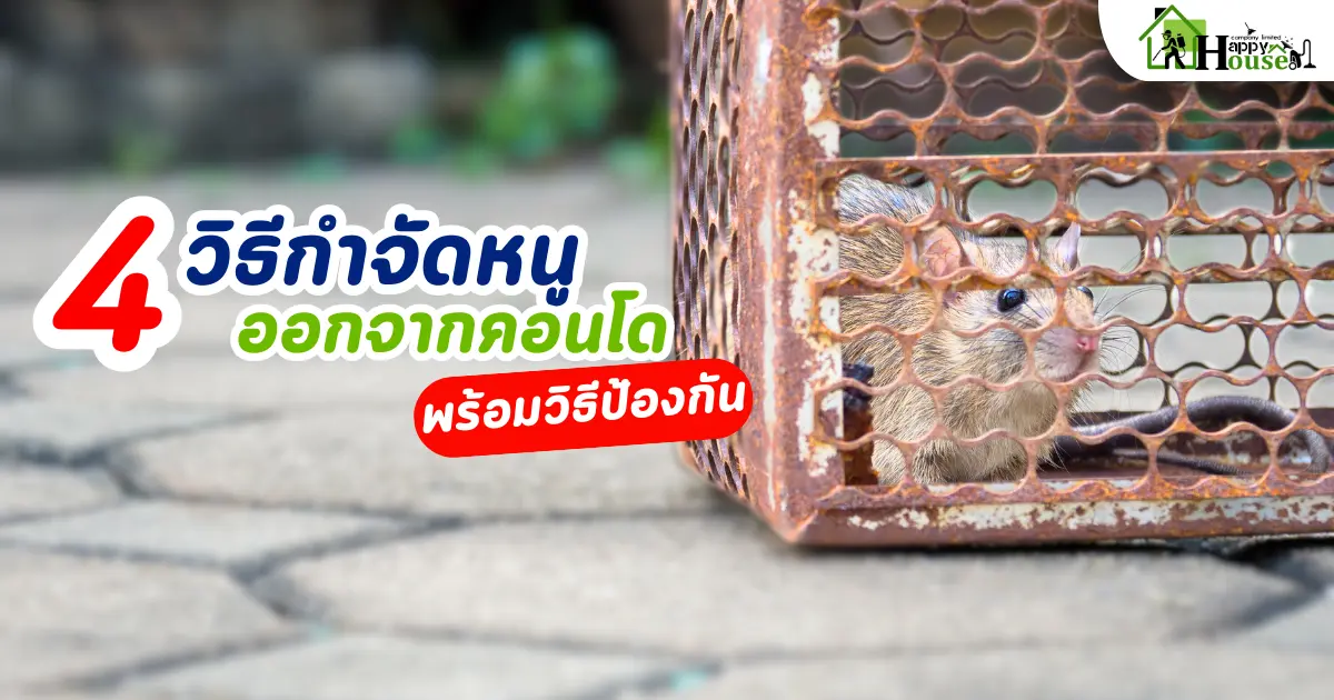 4 วิธีกำจัดหนูออกจากคอนโดให้หมดไป พร้อมวิธีป้องกันไม่ให้หนูเข้ามาซ้ำรอย!