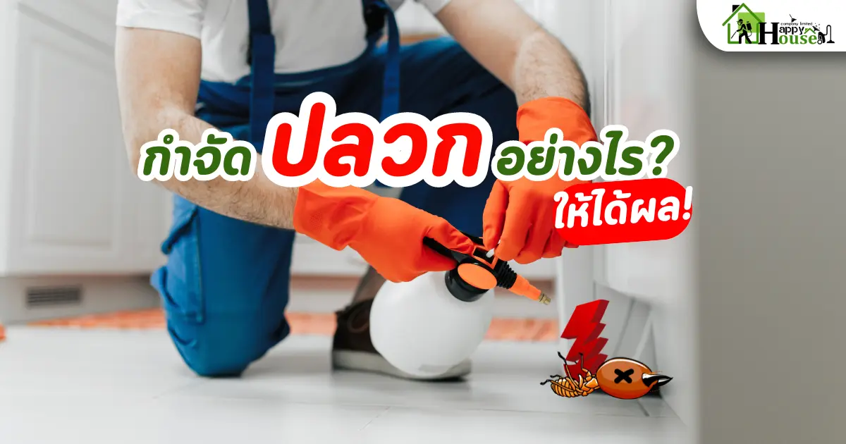 กำจัดปลวกอย่างไรให้ได้ผล? เทคนิคการกำจัดปลวกให้ได้ประสิทธิภาพ