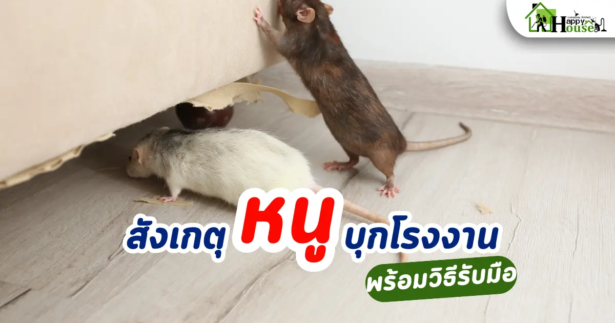 สังเกตหนู บุกโรงงานแล้วหรือยัง?  5 วิธีสังเกตหนูบุกโรงงาน