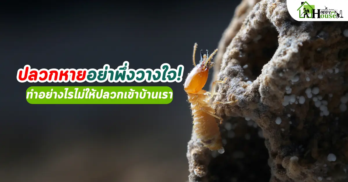 ปลวกหายอย่าพึ่งวางใจ! ทำอย่างไรไม่ให้ปลวกเข้าบ้านเรา