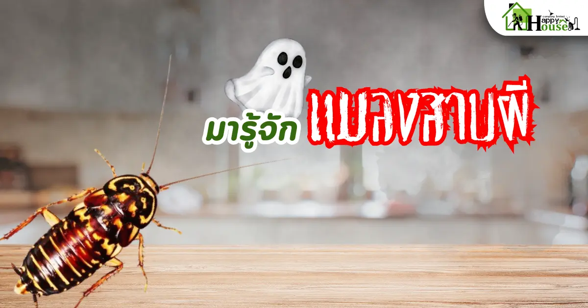 มารูู้จักแมลงสาบผี!! แมลงสาบผี: ศัตรูเงียบในบ้านที่คุณต้องระวัง