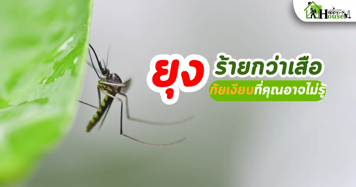 รู้จักยุงที่ร้ายกว่าเสือ ภัยร้ายที่คุณอาจไม่รู้ รู้จักยุงที่ร้ายกว่าเสือ ภัยร้ายที่คุณอาจไม่รู้