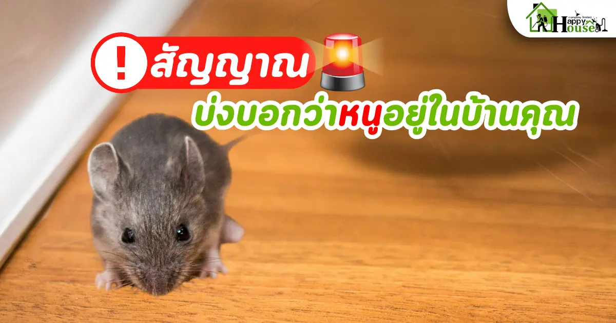 สัญญาณ บ่งบอกว่าหนูอยู่ในบ้านคุณ และ การกำจัดหนูอย่างถูกวิธี  สัญญาณ บ่งบอกว่าหนูอยู่ในบ้านคุณ และ การกำจัดหนูอย่างถูกวิธี