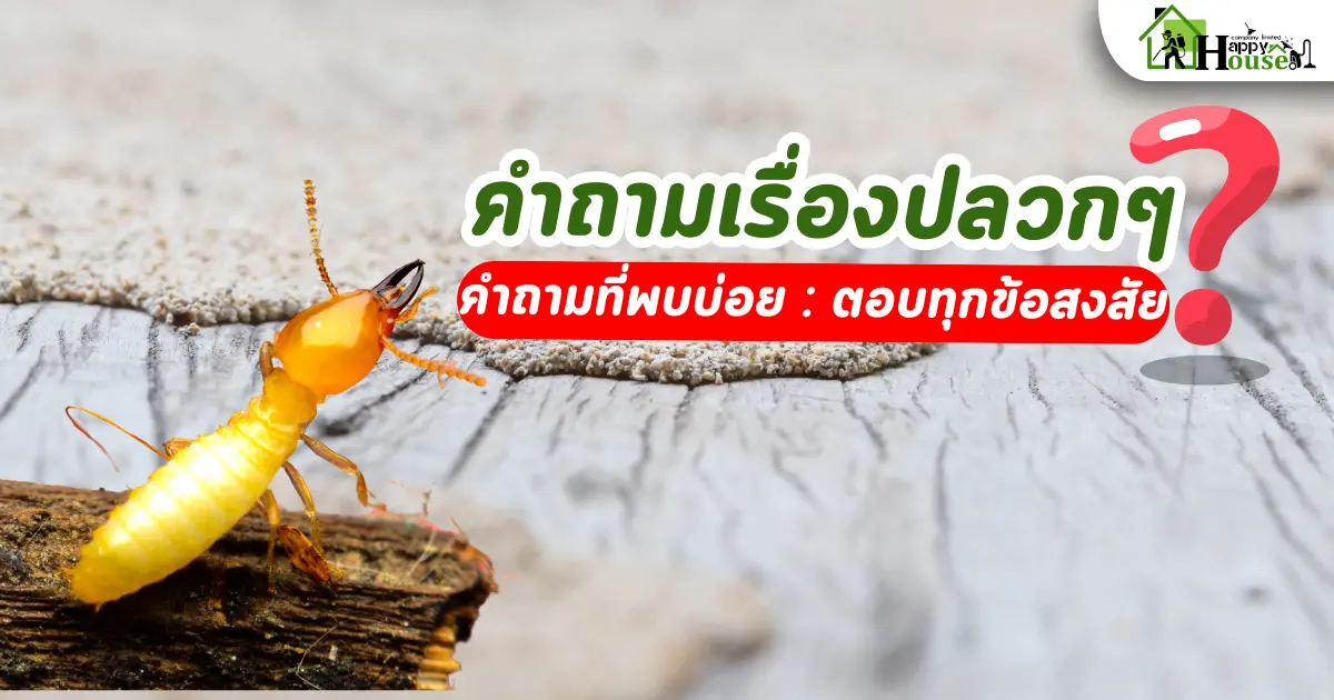 คำถามที่พบปล่อย เรื่องปลวกๆ ตอบทุกข้อสงสัย 