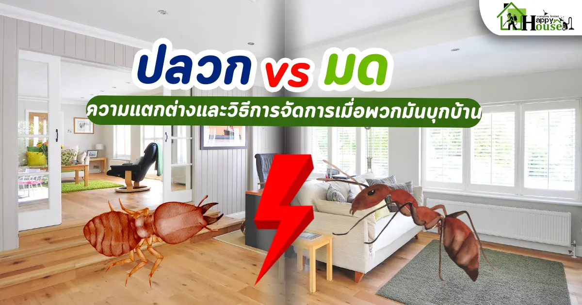 ปลวก กับ มด ความแตกต่างและวิธีการจัดการเมื่อพวกมันบุกบ้านคุณ