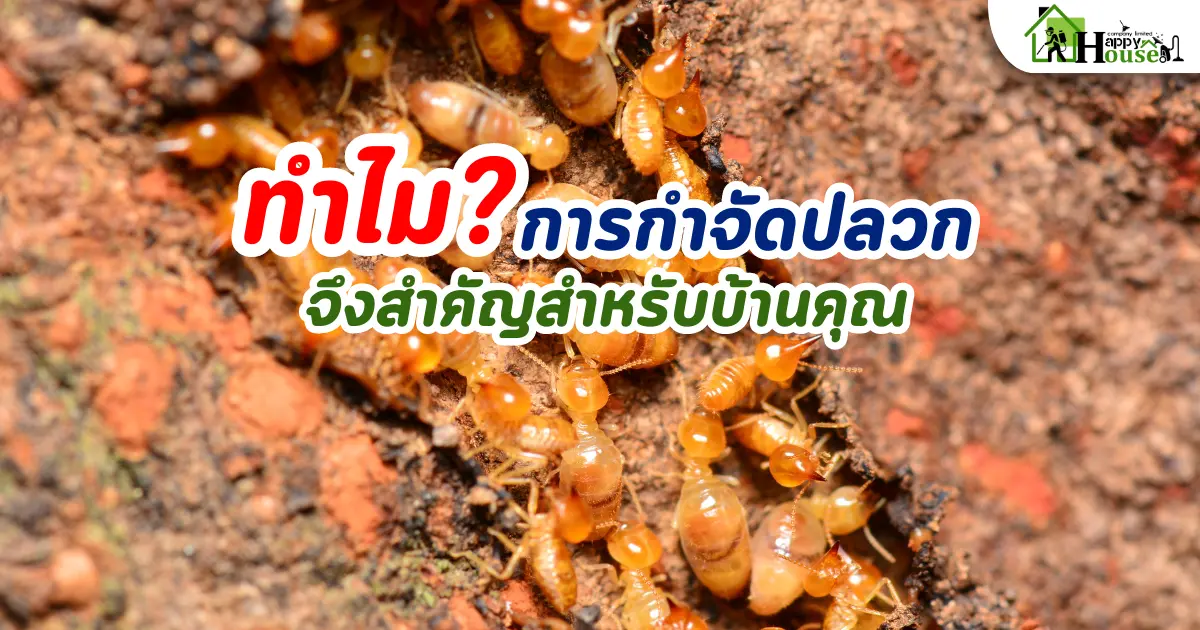 ทำไมการกำจัดปลวกจึงสำคัญสำหรับบ้านคุณ | ปกป้องบ้านจากปลวกและความเสียหาย ทำไมการกำจัดปลวกจึงสำคัญสำหรับบ้านคุณ | ปกป้องบ้านจากปลวกและความเสียหาย