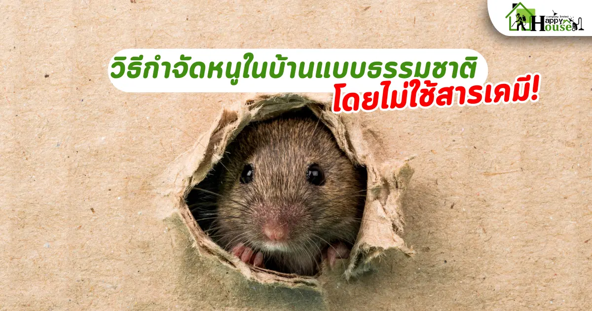 วิธีกำจัดหนูในบ้านแบบธรรมชาติ โดยไม่ใช้สารเคมี | ปลอดภัยและได้ผล