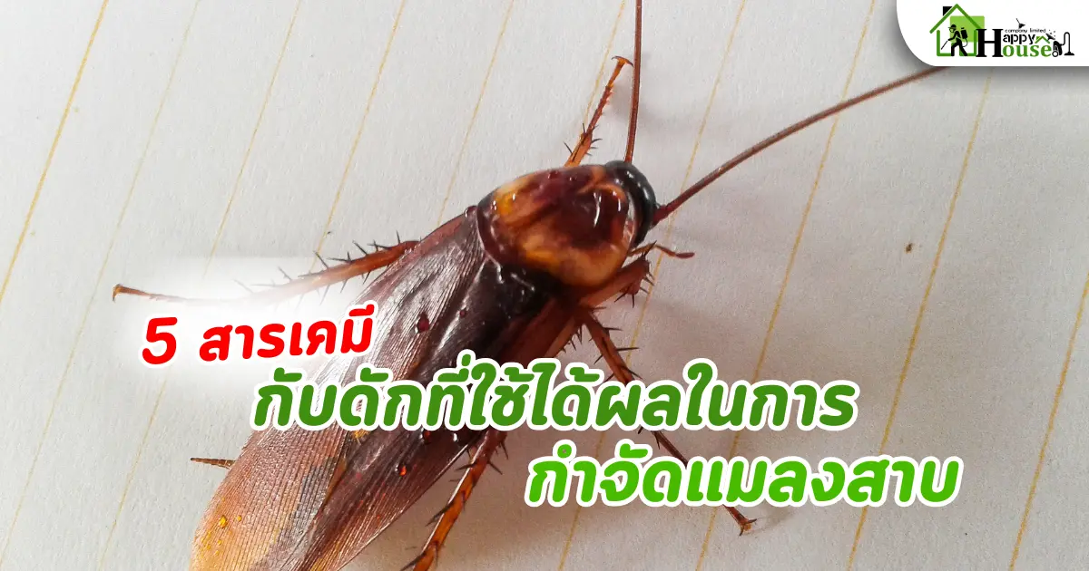 5 สารเคมีและกับดักที่ใช้ได้ผลในการกำจัดแมลงสาบ วิธีจัดการแมลงสาบให้ได้ผล 5 สารเคมีและกับดักที่ใช้ได้ผลในการกำจัดแมลงสาบ วิธีจัดการแมลงสาบให้ได้ผล