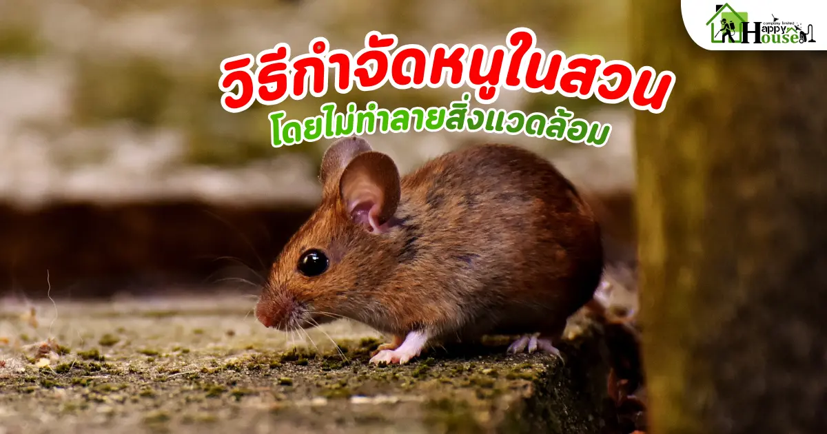 วิธีกำจัดหนูในสวนโดยไม่ทำลายสิ่งแวดล้อม  เคล็ดลับป้องกันหนูแบบปลอดภัย วิธีกำจัดหนูในสวนโดยไม่ทำลายสิ่งแวดล้อม  เคล็ดลับป้องกันหนูแบบปลอดภัย