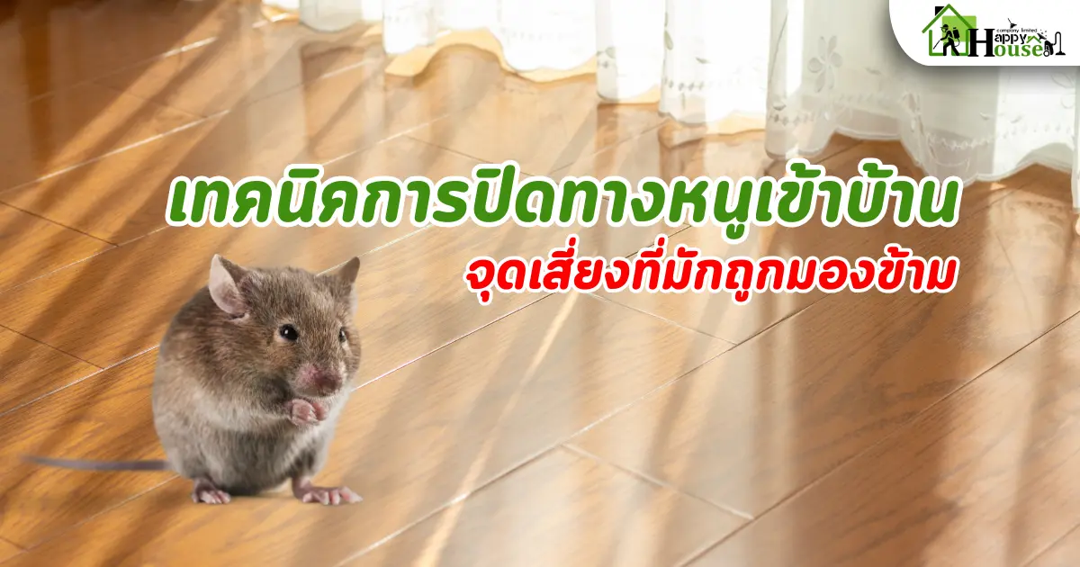 เทคนิคการปิดทางหนูเข้าบ้าน จุดเสี่ยงมักถูกมองข้าม  เทคนิคการปิดทางหนูเข้าบ้าน จุดเสี่ยงมักถูกมองข้าม