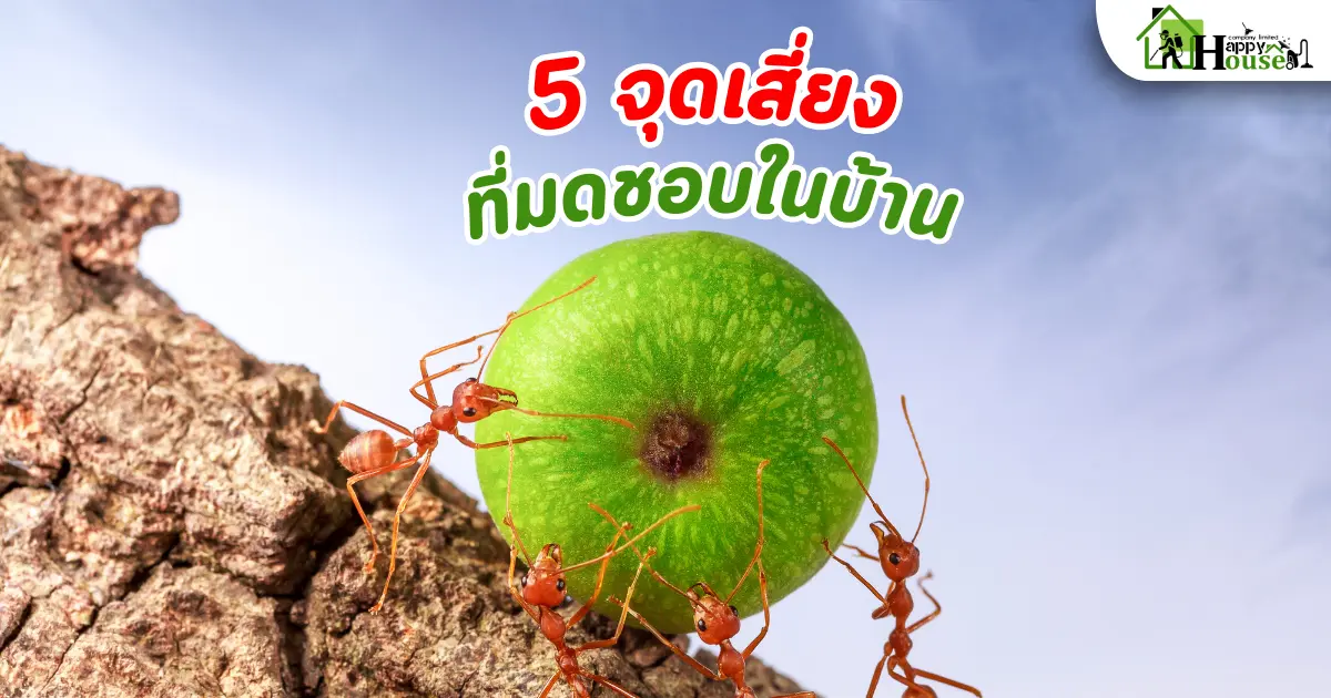  5 จุดเสี่ยงที่มดชอบในบ้าน พร้อมวิธีป้องกันและกำจัดมด