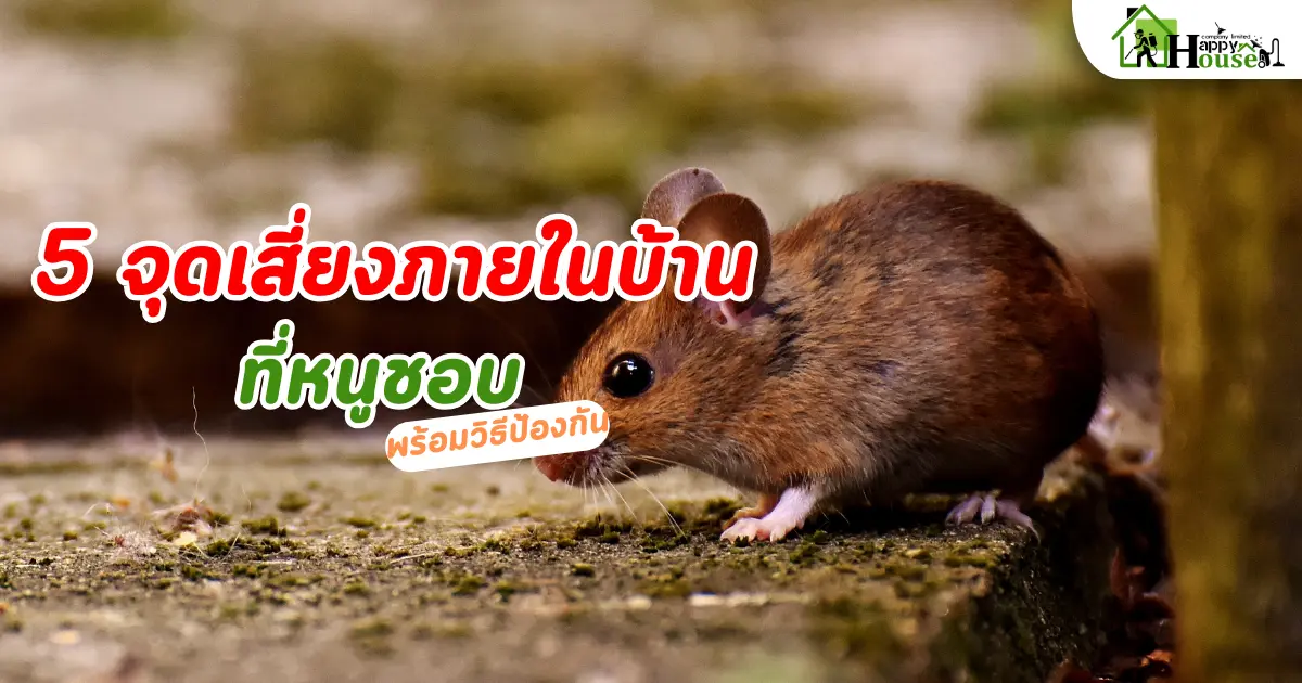 กำจัดหนู: 5 จุดเสี่ยงในบ้านที่หนูชอบ พร้อมวิธีป้องกันอย่างได้ผล