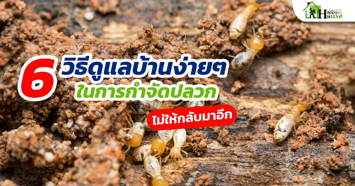 6 วิธีดูแลบ้านง่ายๆ ในการกำจัดปลวกไม่ให้กลับมาอีก