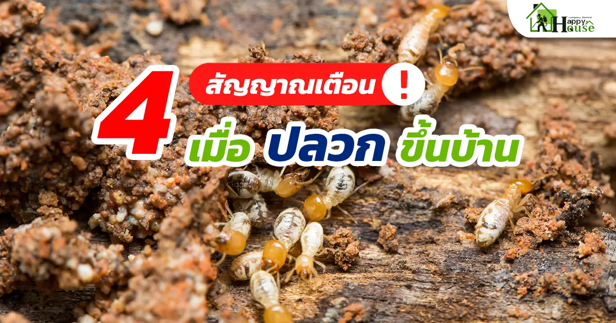 4 จุดสังเกตเมื่อปลวกขึ้นบ้าน
