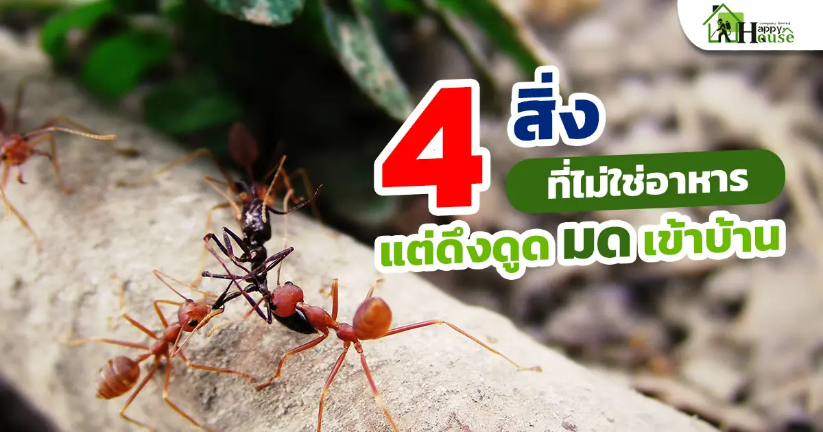4 สิ่งที่ไม่ใช่อาหารแต่ดึงดูดมดเข้าบ้าน 4 สิ่งที่ไม่ใช่อาหารแต่ดึงดูดมดเข้าบ้าน
