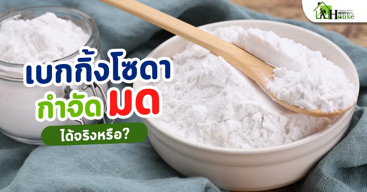 เบกกิ้งโซดากำจัดมดได้จริงหรือ? แชร์วิธีการกำจัดมดอย่างถูกวิธี เบกกิ้งโซดากำจัดมดได้จริงหรือ? แชร์วิธีการกำจัดมดอย่างถูกวิธี