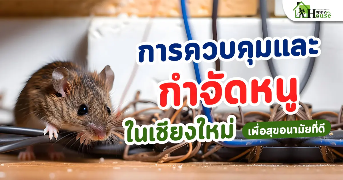 การควบคุมและกำจัดหนูในเชียงใหม่เพื่อสุขอนามัยที่ดี