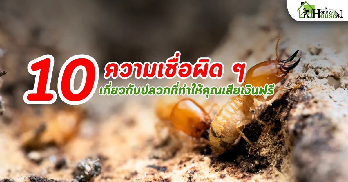 10 ความเชื่อผิดๆ เรื่องปลวก ที่ทำให้คุณเสียเงินไปฟรีๆ | วิธีกำจัดปลวกอย่างถูกต้อง