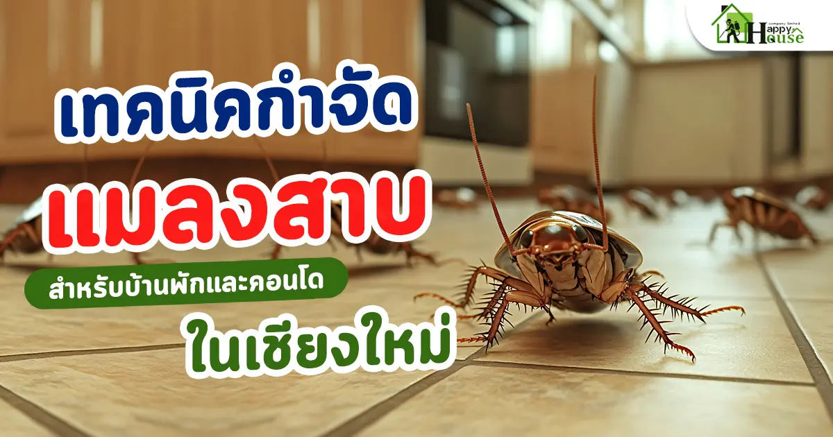 เทคนิคกำจัดแมลงสาบสำหรับบ้านพักและคอนโดในเชียงใหม่ เทคนิคกำจัดแมลงสาบสำหรับบ้านพักและคอนโดในเชียงใหม่
