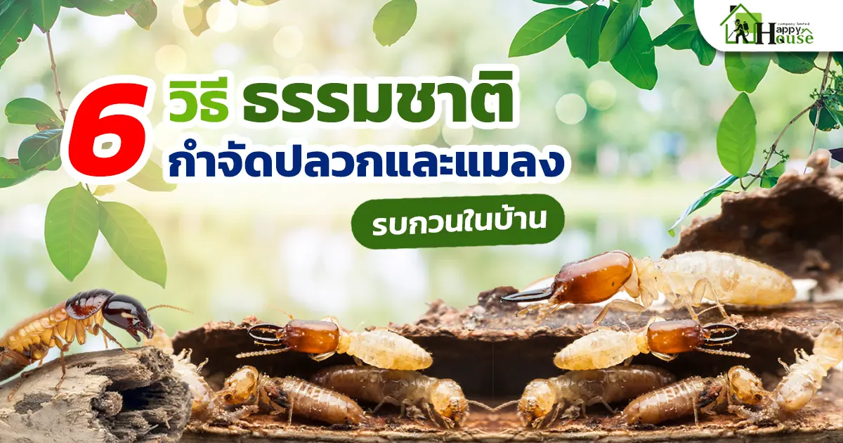 6 วิธีธรรมชาติกำจัดปลวกและแมลงรบกวนในบ้าน 6 วิธีธรรมชาติกำจัดปลวกและแมลงรบกวนในบ้าน